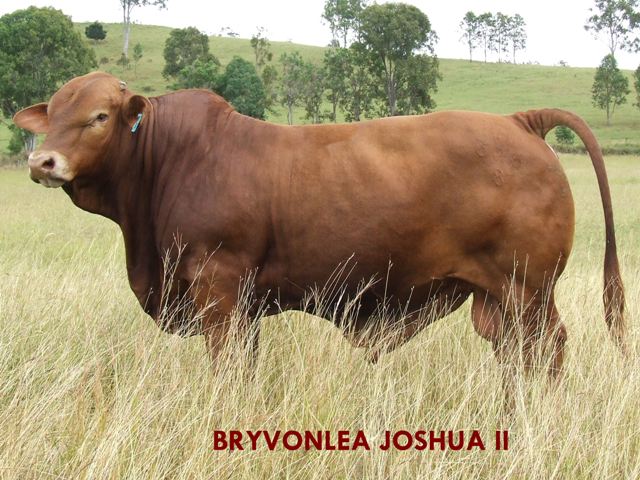 Joshua II
